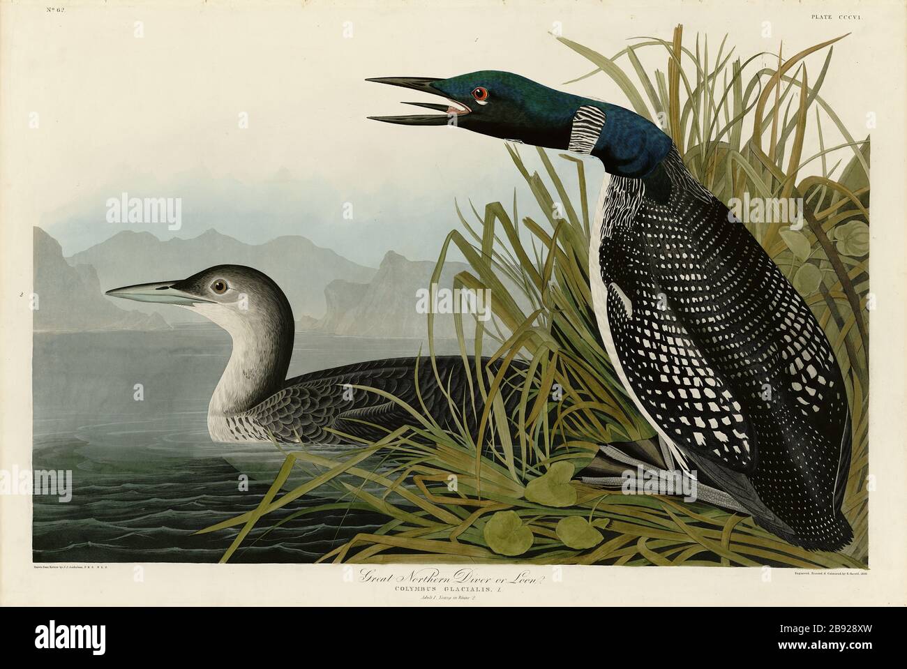 Plate 306 Great Northern Diver or Loon, The Birds of America folio (1827–1839) by John James Audubon - Very high resolution and quality edited image Stock Photo