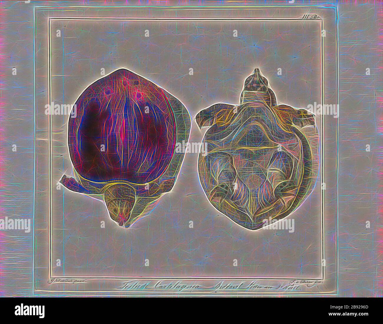 Testudo cartilaginea, Print, The Asiatic softshell turtle or black-rayed softshell turtle (Amyda cartilaginea) is a species of softshell turtle in the Trionychidae family. It is not the only softshell turtle in Asia (most trionychines are Asian)., 1700-1880, Reimagined by Gibon, design of warm cheerful glowing of brightness and light rays radiance. Classic art reinvented with a modern twist. Photography inspired by futurism, embracing dynamic energy of modern technology, movement, speed and revolutionize culture. Stock Photo