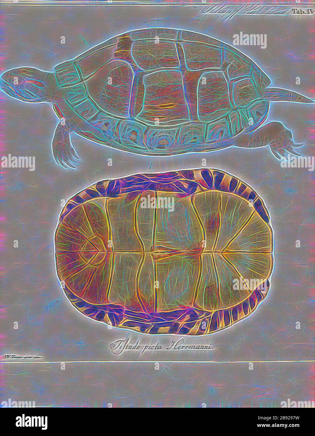 Testudo picta herrmanni, Print, 1700-1880, Reimagined by Gibon, design of warm cheerful glowing of brightness and light rays radiance. Classic art reinvented with a modern twist. Photography inspired by futurism, embracing dynamic energy of modern technology, movement, speed and revolutionize culture. Stock Photo