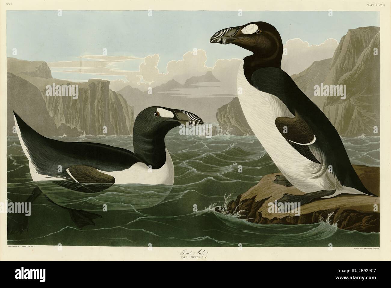 Plate 341 Great Auk, from The Birds of America folio (1827–1839) by John James Audubon - Very high resolution and quality edited image Stock Photo