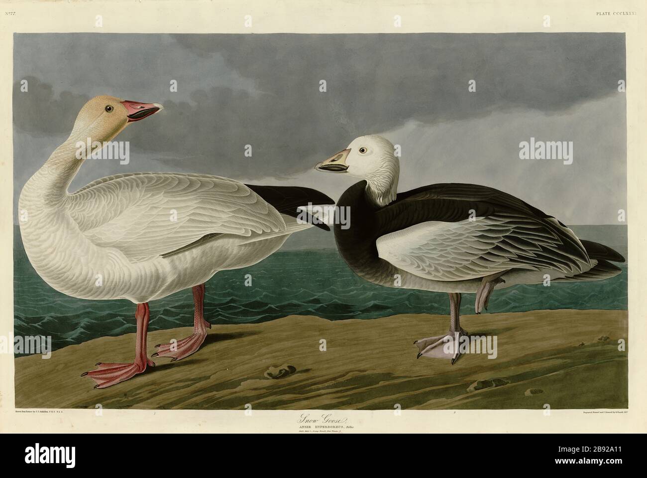 Plate 381 Snow Goose, from The Birds of America folio (1827–1839) by John James Audubon - Very high resolution and quality edited image Stock Photo