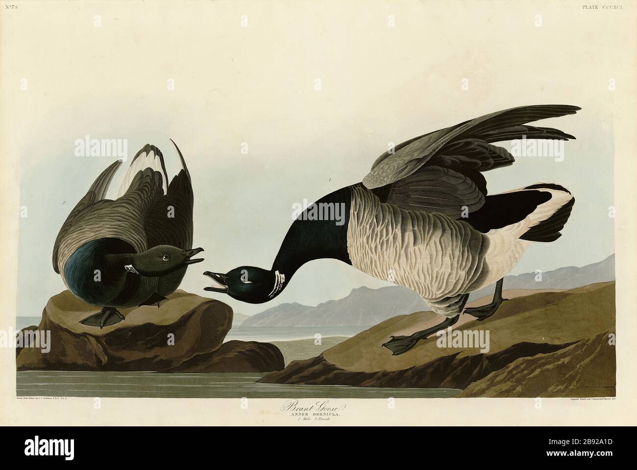Plate 391 Brant Goose, from The Birds of America folio (1827–1839) by John James Audubon - Very high resolution and quality edited image Stock Photo