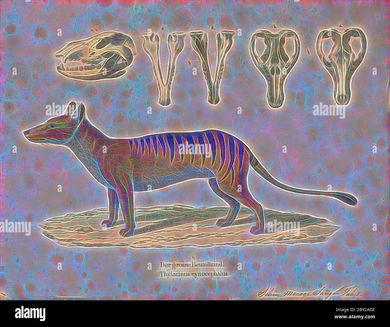Thylacinus cynocephalus, Print, The thylacine (Thylacinus cynocephalus), now extinct, is one of the largest known carnivorous marsupials, evolving about 4 million years ago. The last known live animal was captured in 1933 in Tasmania. It is commonly known as the Tasmanian tiger because of its striped lower back, or the Tasmanian wolf because of its canid-like characteristics. It was native to Tasmania, New Guinea, and the Australian mainland., 1700-1880, Reimagined by Gibon, design of warm cheerful glowing of brightness and light rays radiance. Classic art reinvented with a modern twist. Photo Stock Photo