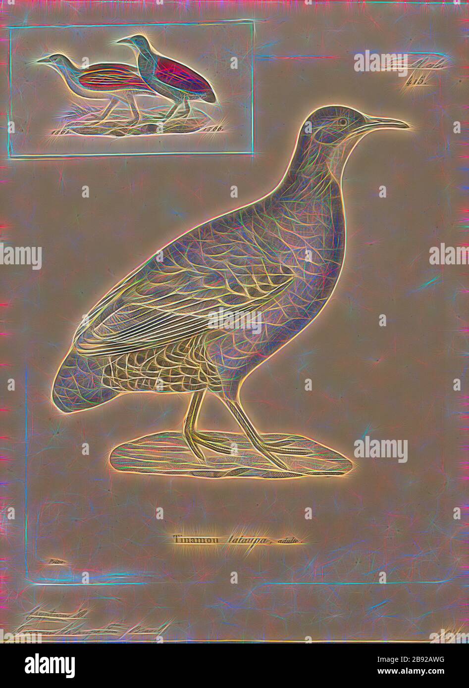 Tinamus tataupa, Print, Tinamus is a genus of birds in the tinamou family. This genus comprises some of the larger members of this South American family., 1700-1880, Reimagined by Gibon, design of warm cheerful glowing of brightness and light rays radiance. Classic art reinvented with a modern twist. Photography inspired by futurism, embracing dynamic energy of modern technology, movement, speed and revolutionize culture. Stock Photo