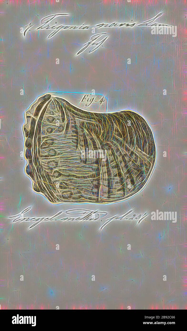 Trigonia navis, Print, Diagram of Trigonia costata James Parkinson, showing main morphological features of the shell exterior,a) Anterior, p) Posterior, d) Dorsal, v) Ventral, F) Flank, A) Area, c) Costae, mc) Marginal CarinaTrigonia costata ranges from the Lower Jurassic (Toarcian) to Middle Jurassic (Callovian).. Trigonia is an extinct genus of saltwater clams, fossil marine bivalve mollusk in the family Trigoniidae. The fossil range of the genus spans the Paleozoic, Mesozoic and Paleocene of the Cenozoic, from 298 to 56 Ma., Reimagined by Gibon, design of warm cheerful glowing of brightness Stock Photo