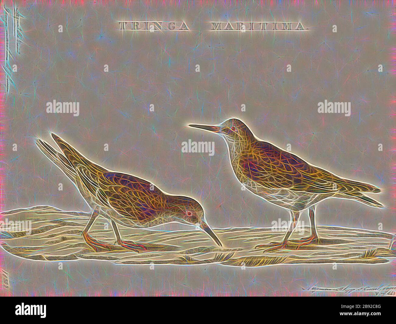 Tringa maritima, Print, Tringa is a genus of waders, containing the shanks and tattlers. The genus name Tringa is the New Latin name given to the green sandpiper by Aldrovandus in 1599 based on Ancient Greek trungas, a thrush-sized, white-rumped, tail-bobbing wading bird mentioned by Aristotle., 1829, Reimagined by Gibon, design of warm cheerful glowing of brightness and light rays radiance. Classic art reinvented with a modern twist. Photography inspired by futurism, embracing dynamic energy of modern technology, movement, speed and revolutionize culture. Stock Photo