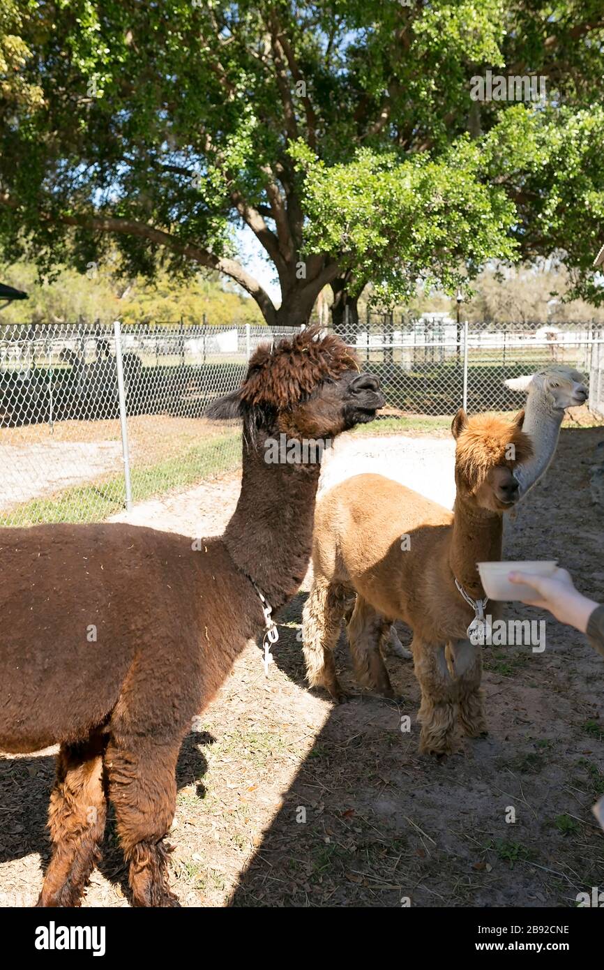 Girl reaching hand out to feed Huachaya alpacas at farm Stock Photo