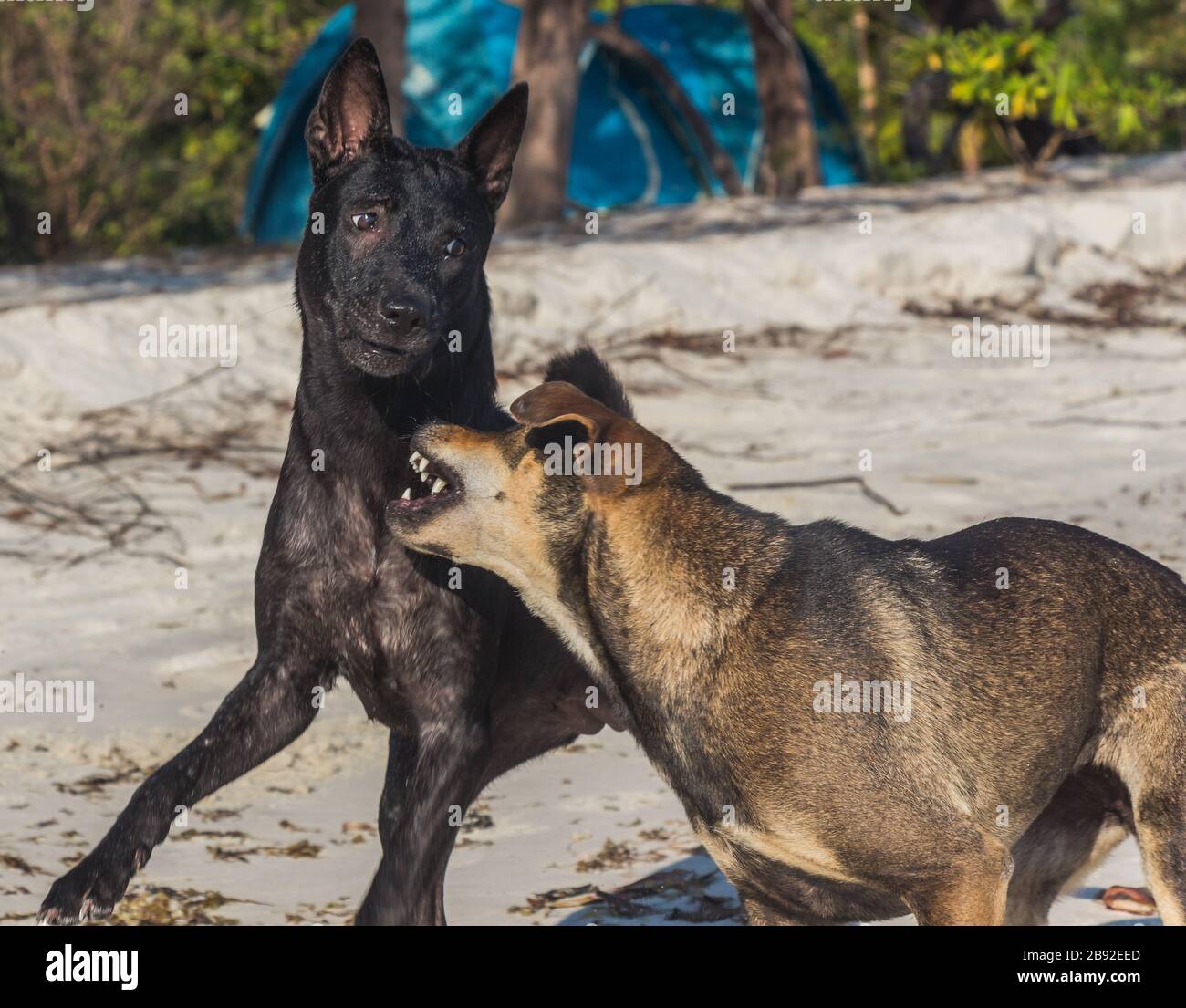 Two dogs are playing at the beach Stock Photo - Alamy