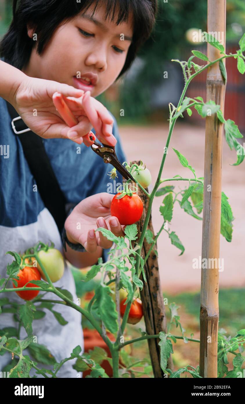 A boy picking ripe tomatoes in homegrown garden Stock Photo - Alamy
