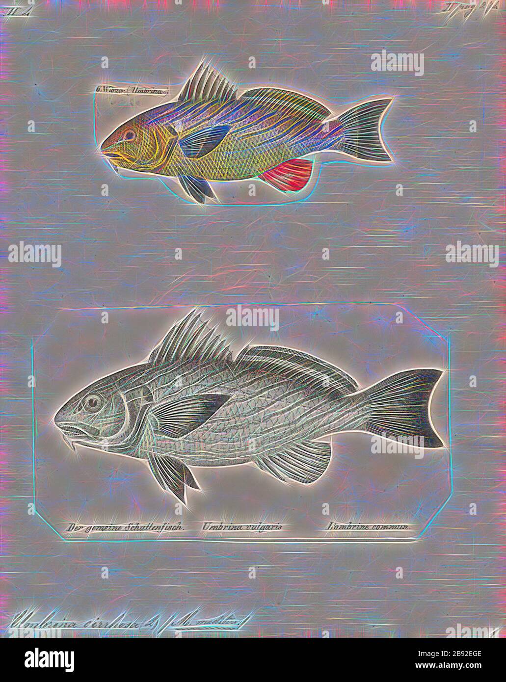 Umbrina cirrhosa hires stock photography and images Alamy