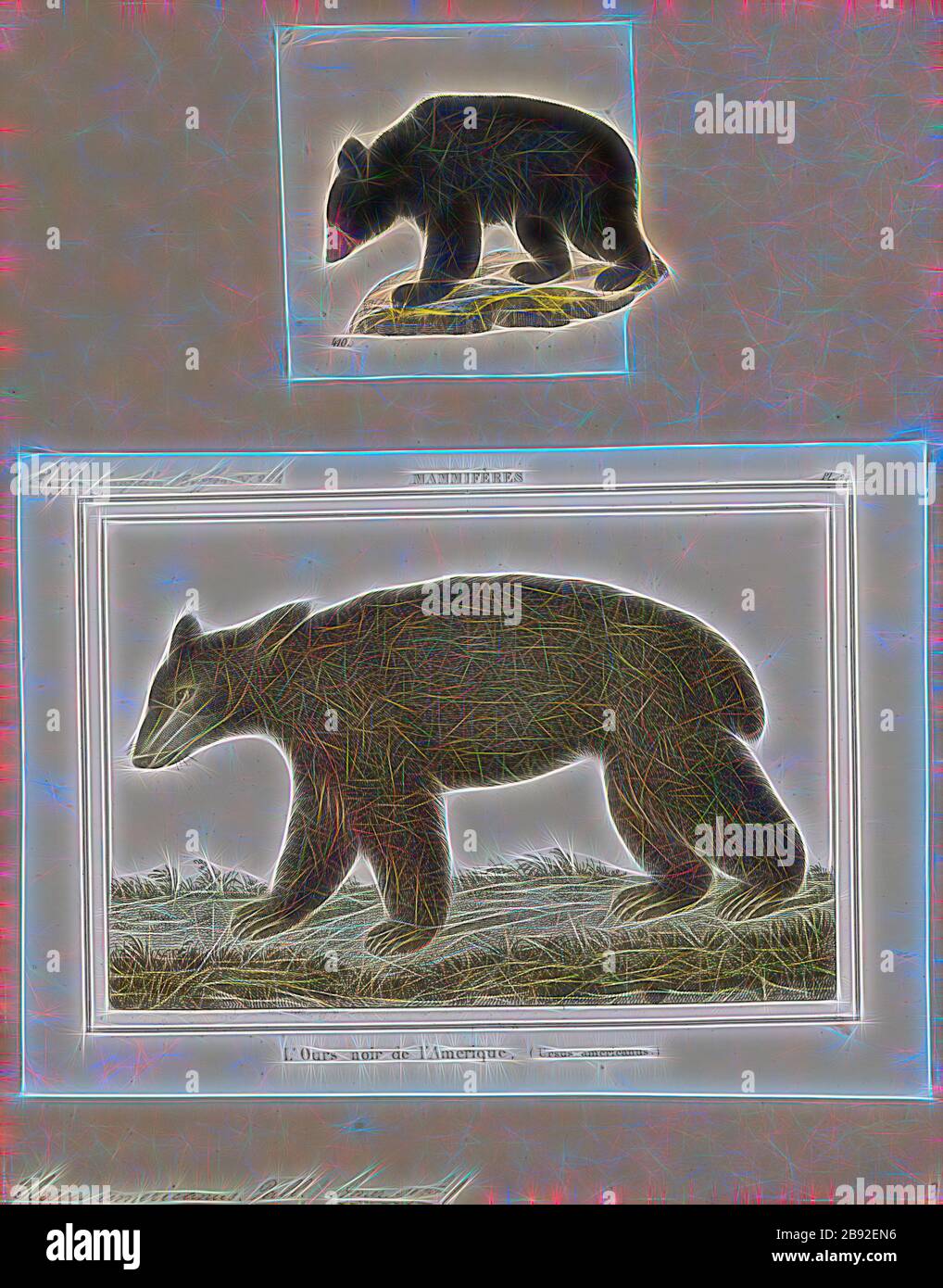 Ursus americanus, Print, The American black bear (Ursus americanus) is a  medium-sized bear native to North America. It is the continent's smallest  and most widely distributed bear species. American black bears are