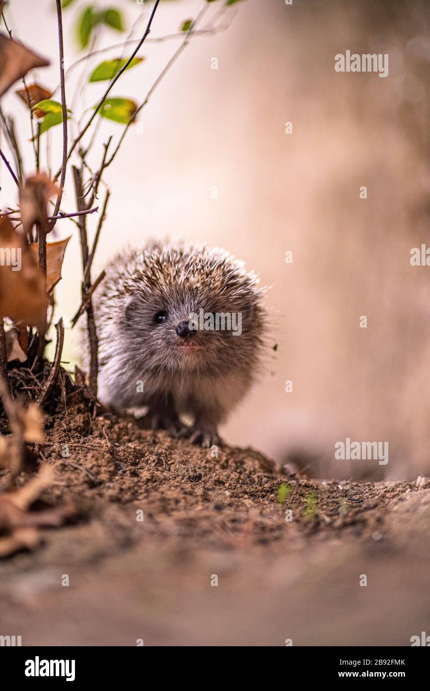lovely, curious hedgehog in fall colors Stock Photo