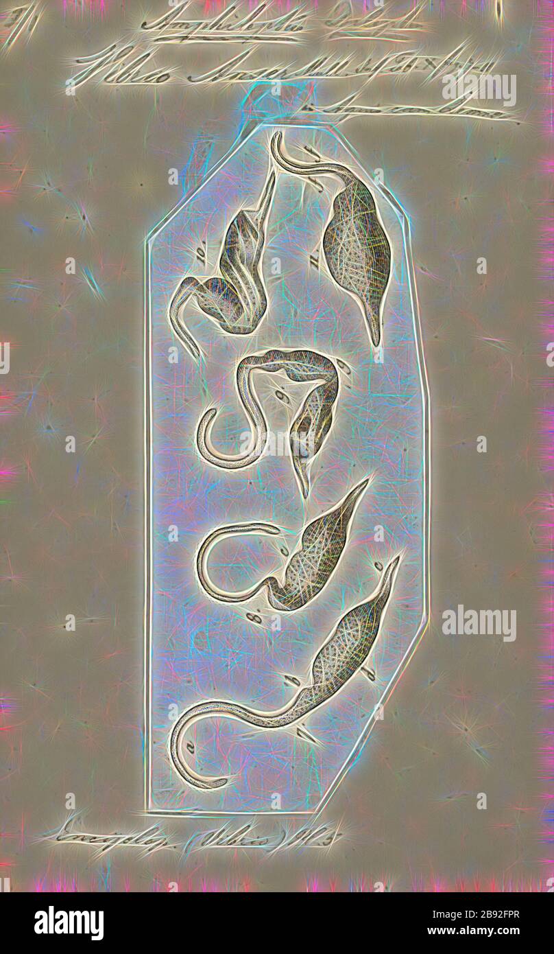 Vibrio anser, Print, Vibrio is a genus of Gram-negative bacteria, possessing a curved-rod (comma) shape, several species of which can cause foodborne infection, usually associated with eating undercooked seafood. Typically found in salt water, Vibrio species are facultative anaerobes that test positive for oxidase and do not form spores. All members of the genus are motile and have polar flagella with sheaths. Vibrio species typically possess two chromosomes, which is unusual for bacteria. Each chromosome has a distinct and independent origin of replication, and are conserved together over tim Stock Photo