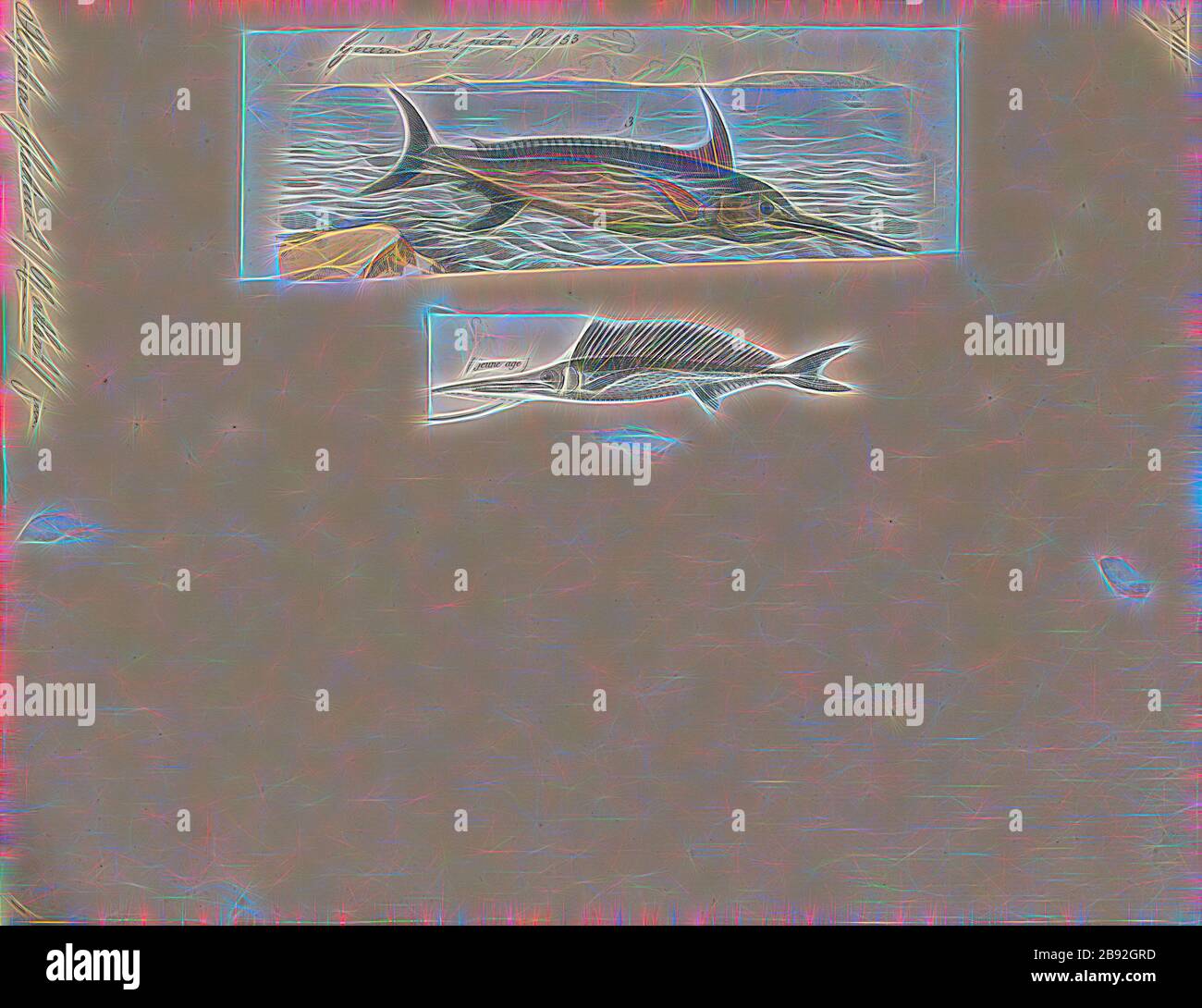 Xiphias Gladius Print Swordfish Xiphias Gladius Also Known As Broadbills In Some Countries Are Large Highly Migratory Predatory Fish Characterized By A Long Flat Pointed Bill They Are A Popular Sport Fish<script async src=