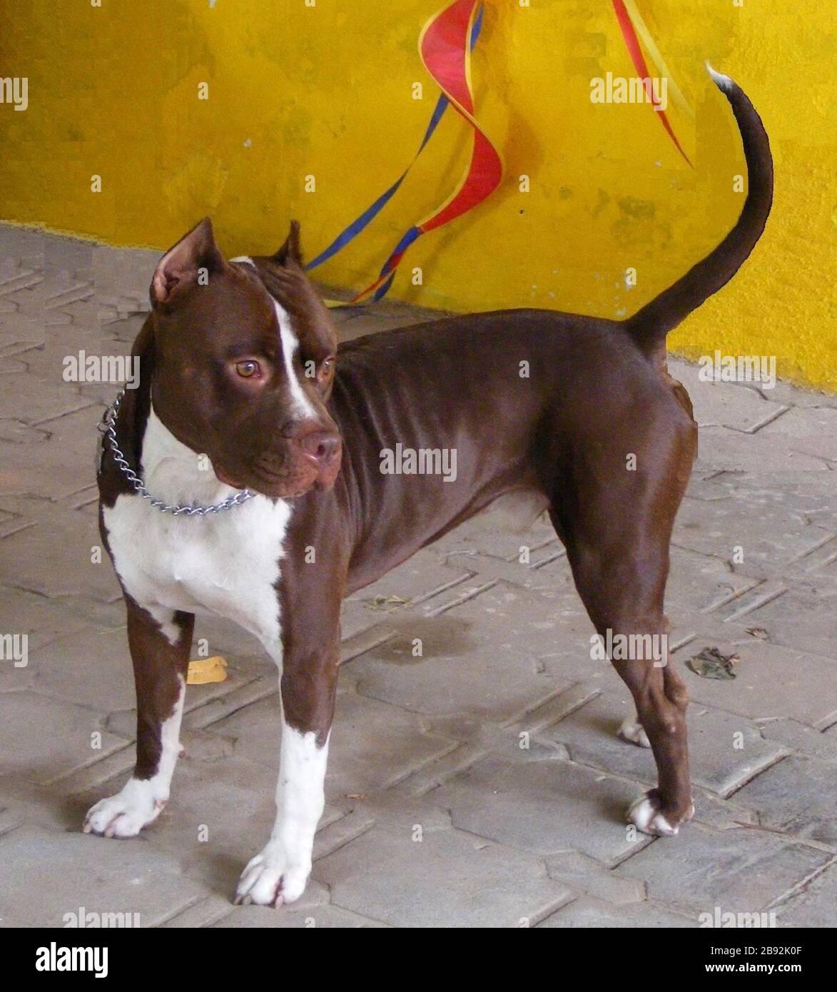 English: American Pit Bull Terrier Red Nose (named Tyson) attentive.; 9  October 2013, 11:35:05; Own source; Nacasma Stock Photo - Alamy