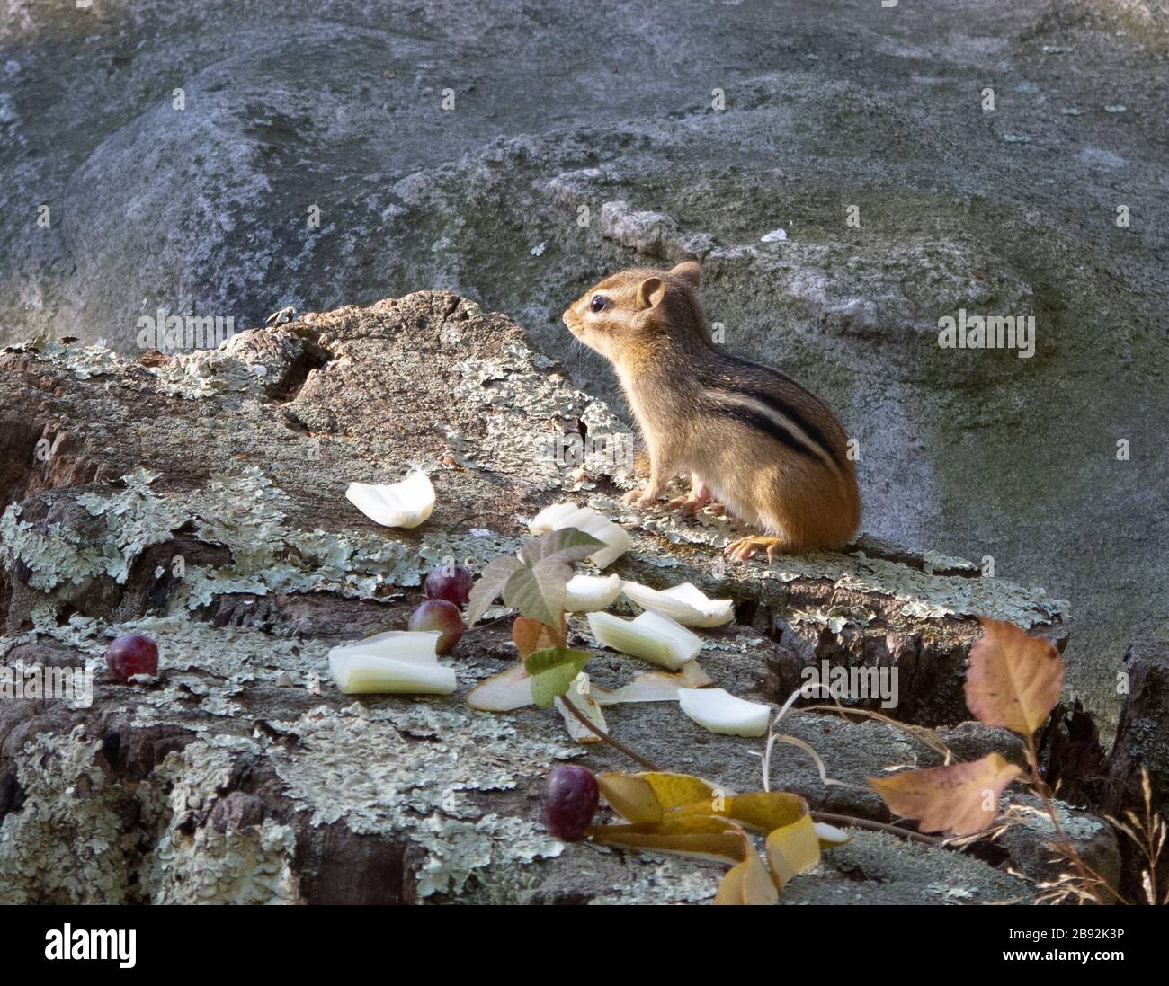 Chipmonk dining on picnic leftovers Stock Photo - Alamy