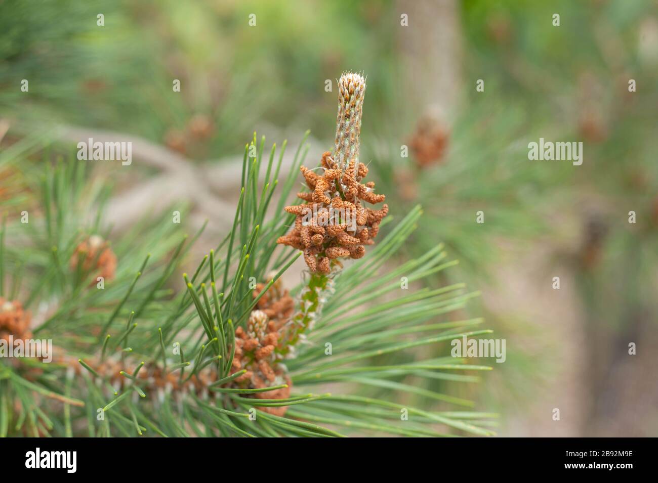 Pine Cones on a Japanese Black Pine Tree (Pinus thunbergii)  on the Island of Tresco in the Isles of Scilly, England, UK Stock Photo