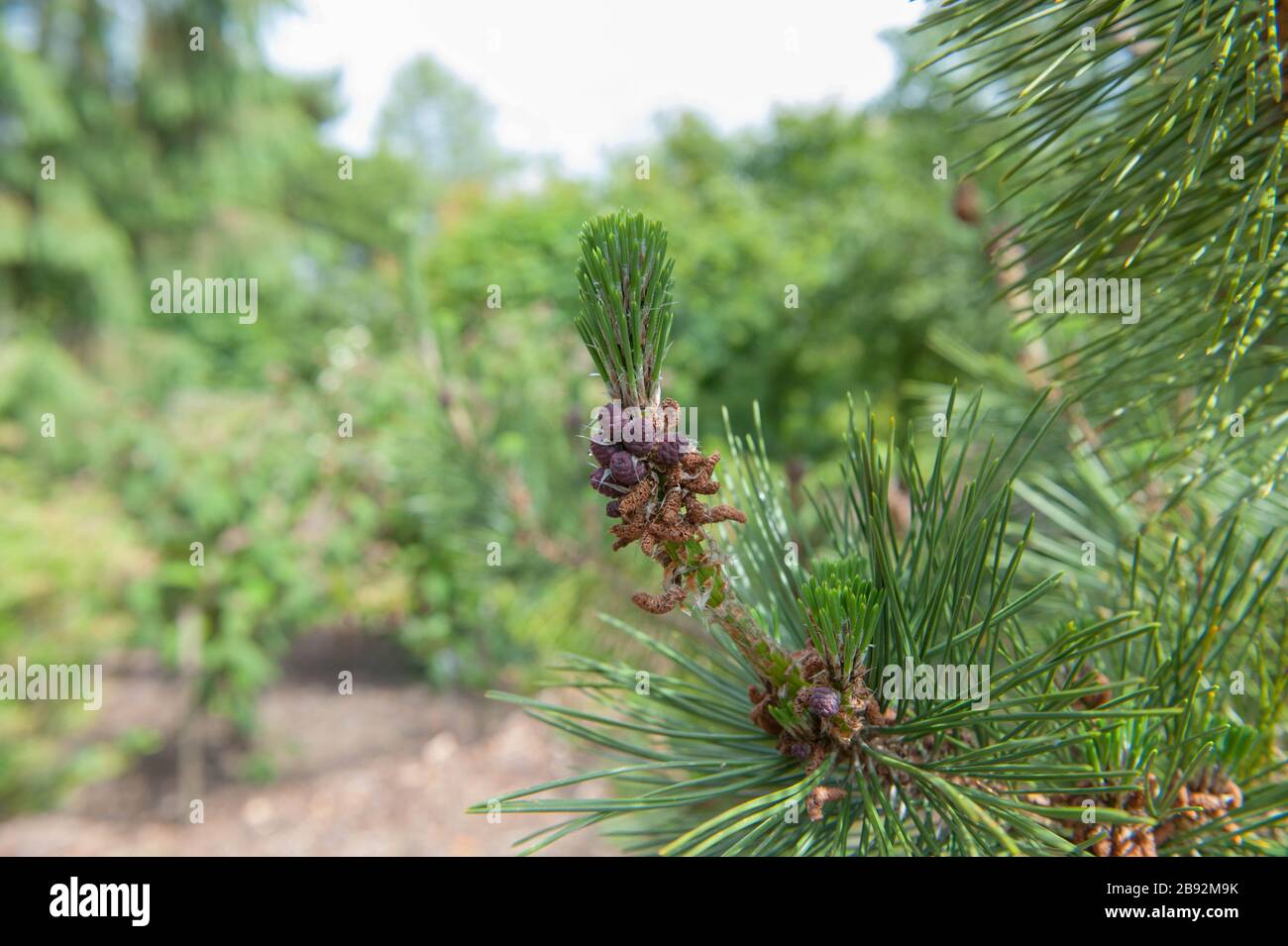 Pine Cones on a Japanese Black PineTree (Pinus thunbergii) in the Arboretum at Rosemoor, Devon, England, UK Stock Photo