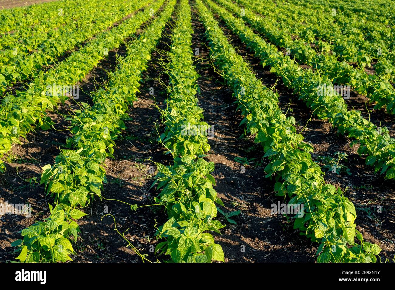 Soya bean plants hi-res stock photography and images - Alamy