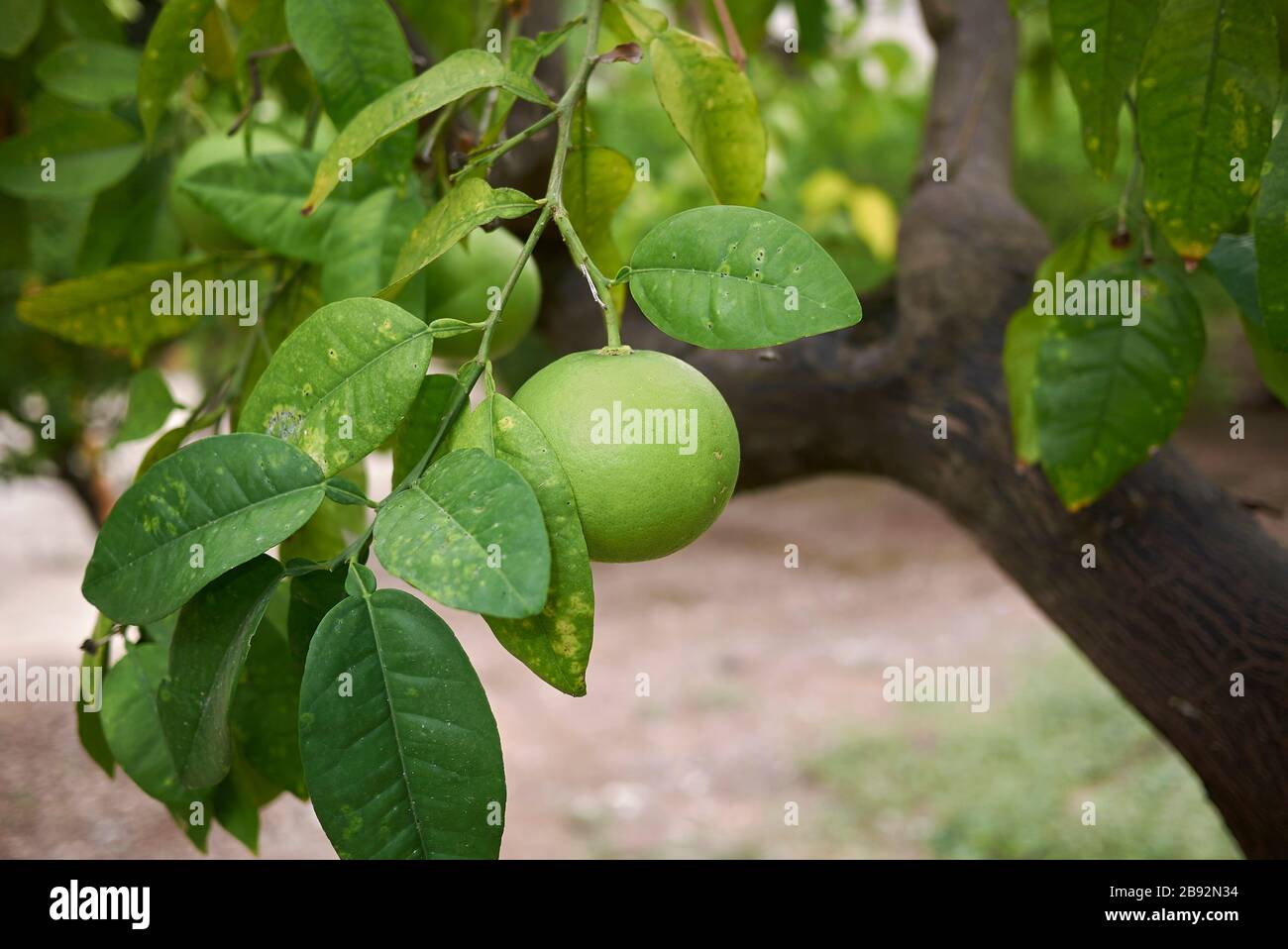 Citrus × paradisi unripe fruit Stock Photo Alamy