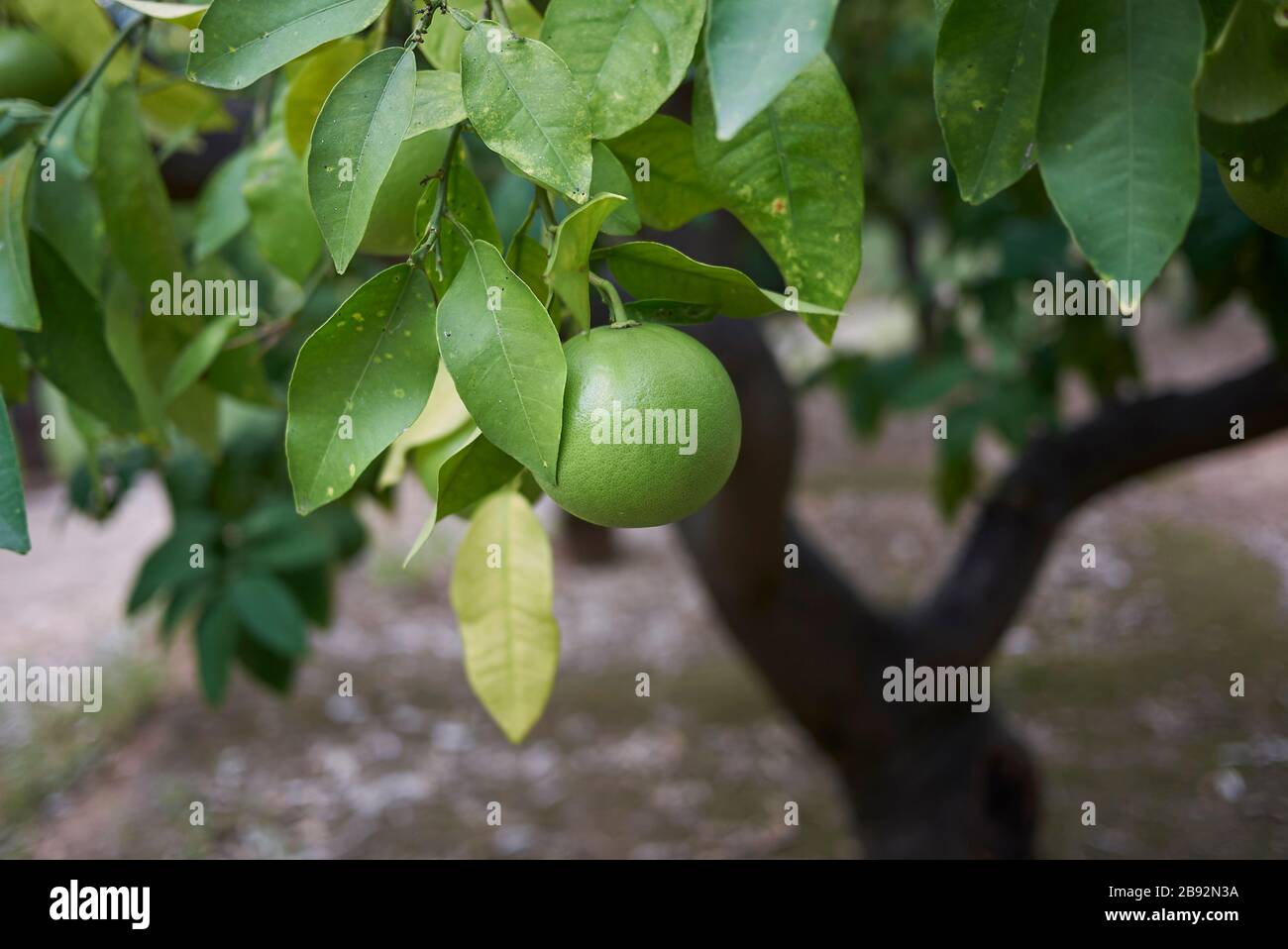 Citrus × paradisi unripe fruit Stock Photo - Alamy