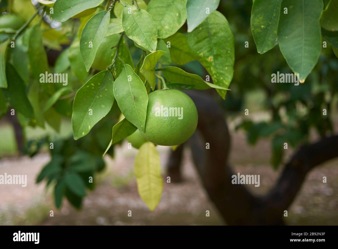 Citrus paradisi italy hi-res stock photography and images - Alamy
