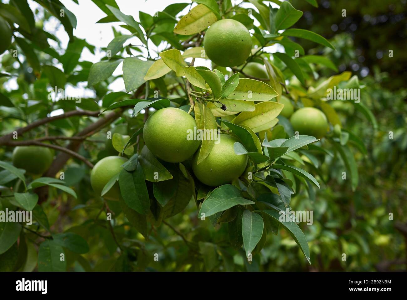 Citrus paradisi italy hi-res stock photography and images - Alamy