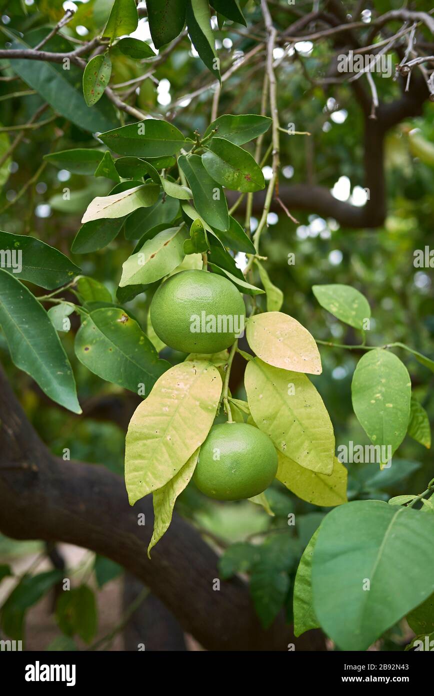 Citrus × paradisi unripe fruit Stock Photo Alamy