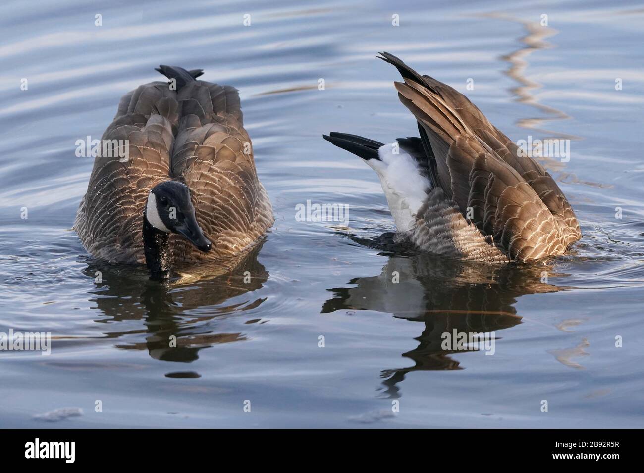 Canada Geese dabbling and relaxing in marsh Stock Photo
