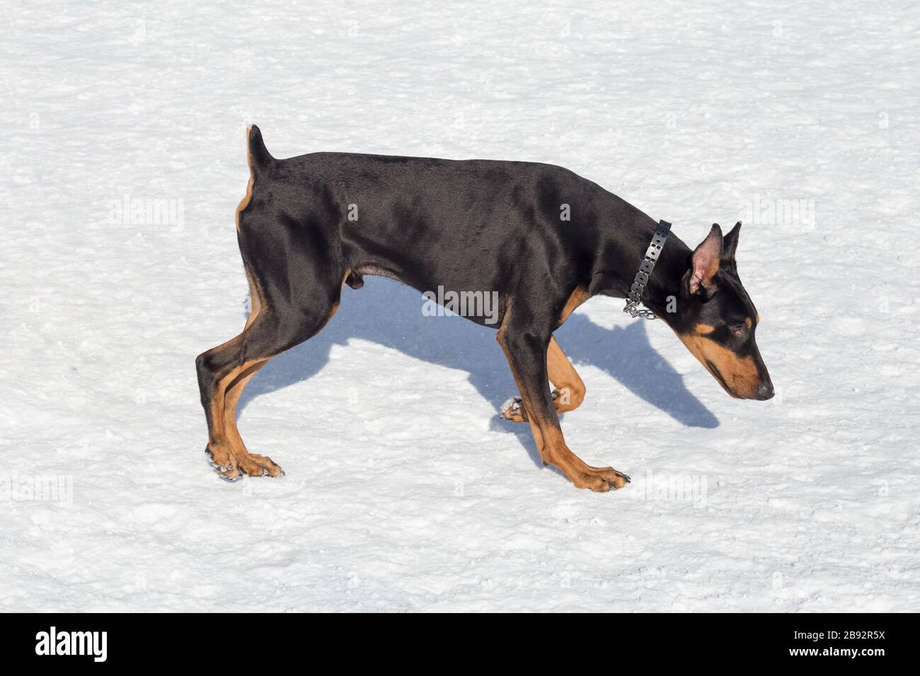 what age do doberman puppies start walking