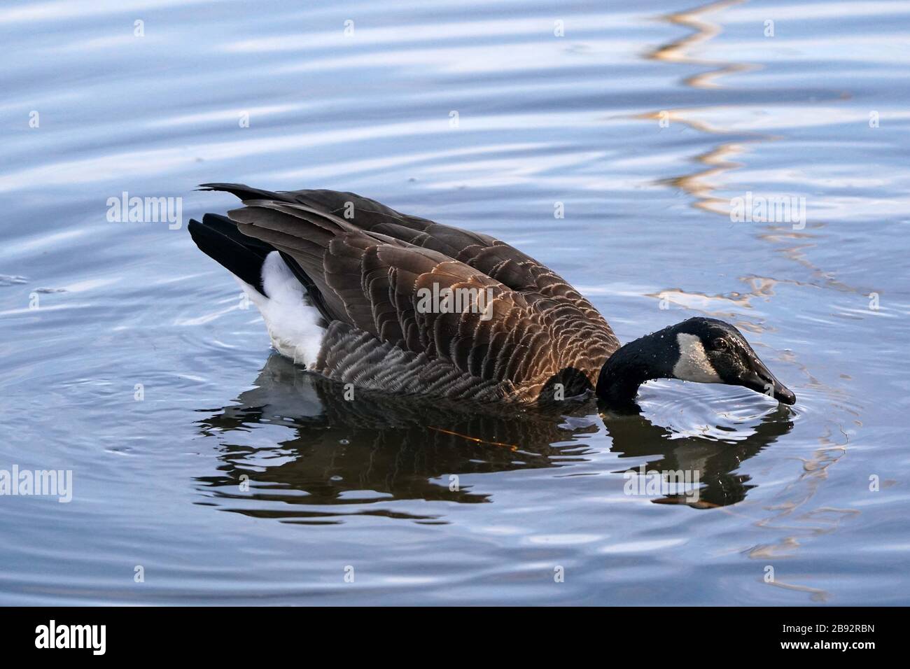 Canada Geese dabbling and relaxing in marsh Stock Photo