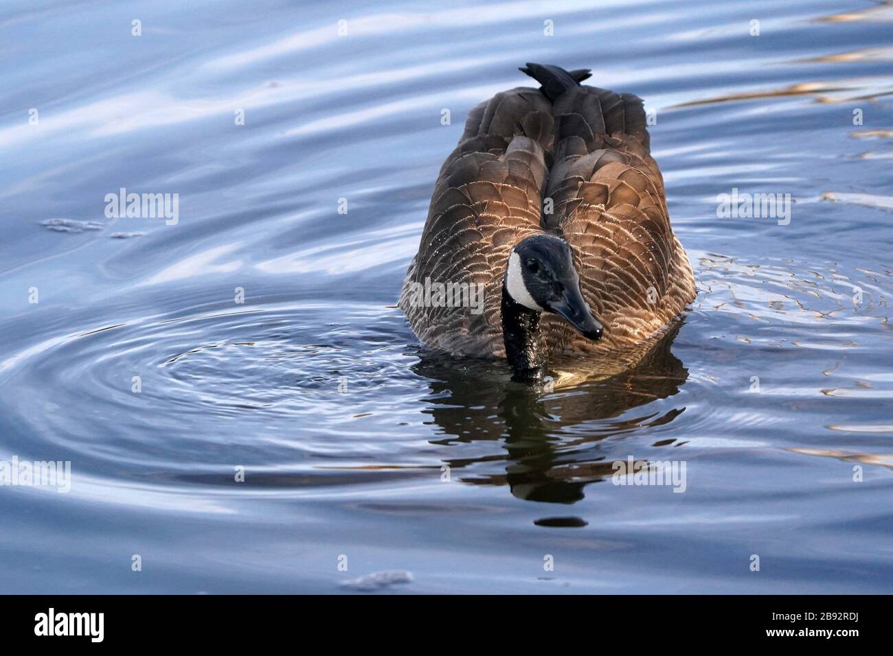 Canada Geese dabbling and relaxing in marsh Stock Photo