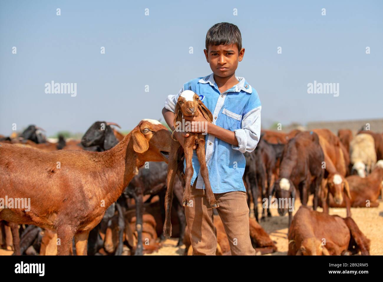 A young boy guarding a herd of goats and carries a little goat Stock