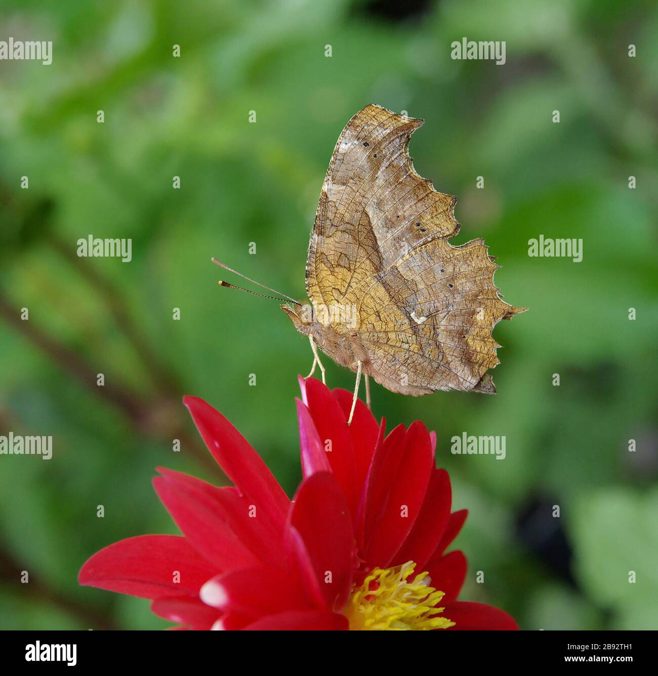 Name Polygonia C Aureum Family Nymphalidae English Polygonia C Aureum On Dahlia 日本語 ダリアの花にとまっているキタテハ This Picture Was Taken At Osaka Japan Camera Details Camera Pentax K10d Lens Sigma 17 70mm F2 8 4 5 Dc Macro 26 September Name Polygonia C Aureum Family Nymphalidae English Polygonia C Aureum On Dahlia 日本語 ダリアの花にとまっているキタテハ This Picture Was Taken At Osaka Japan Camera Details Camera Pentax K10d Lens Sigma 17 70mm F2 8 4 5 Dc Macro 26 September
