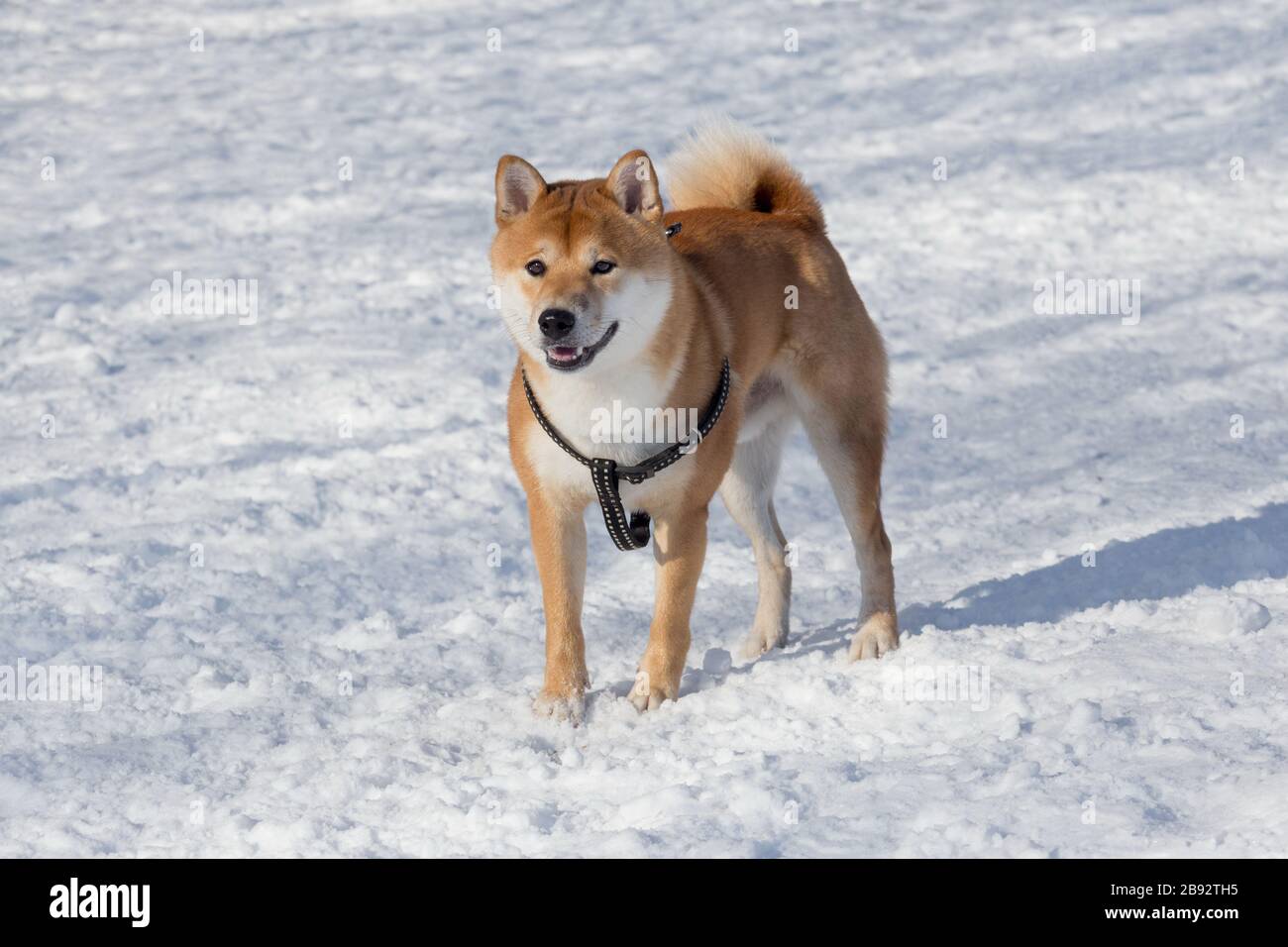 Cute red shiba inu puppy is standing on a white snow in the winter park.  Pet animals. Purebred dog Stock Photo - Alamy