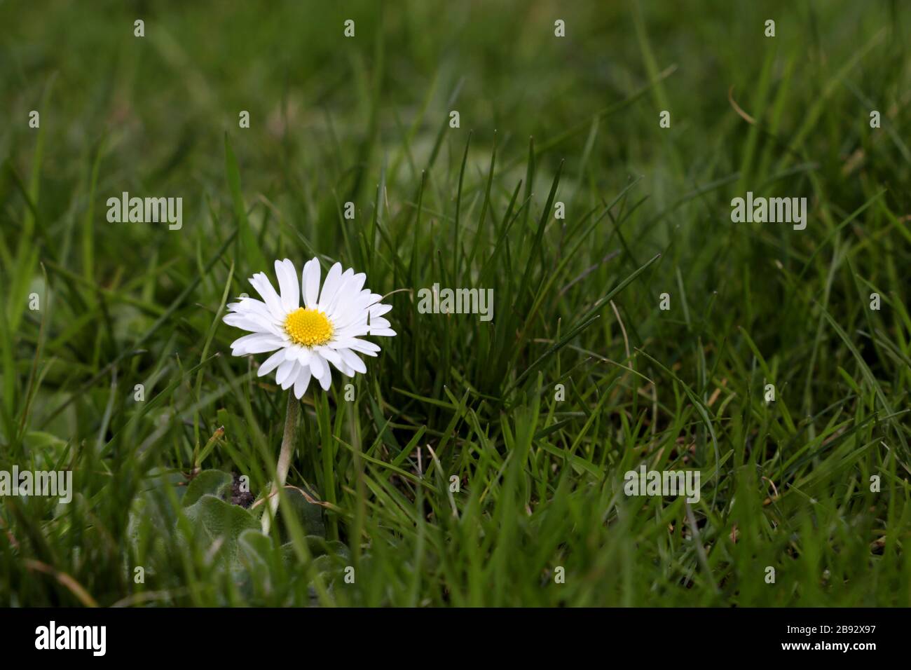 Chamomile flower blooming on a meadow, selective focus. Spring daisy in the green grass Stock Photo