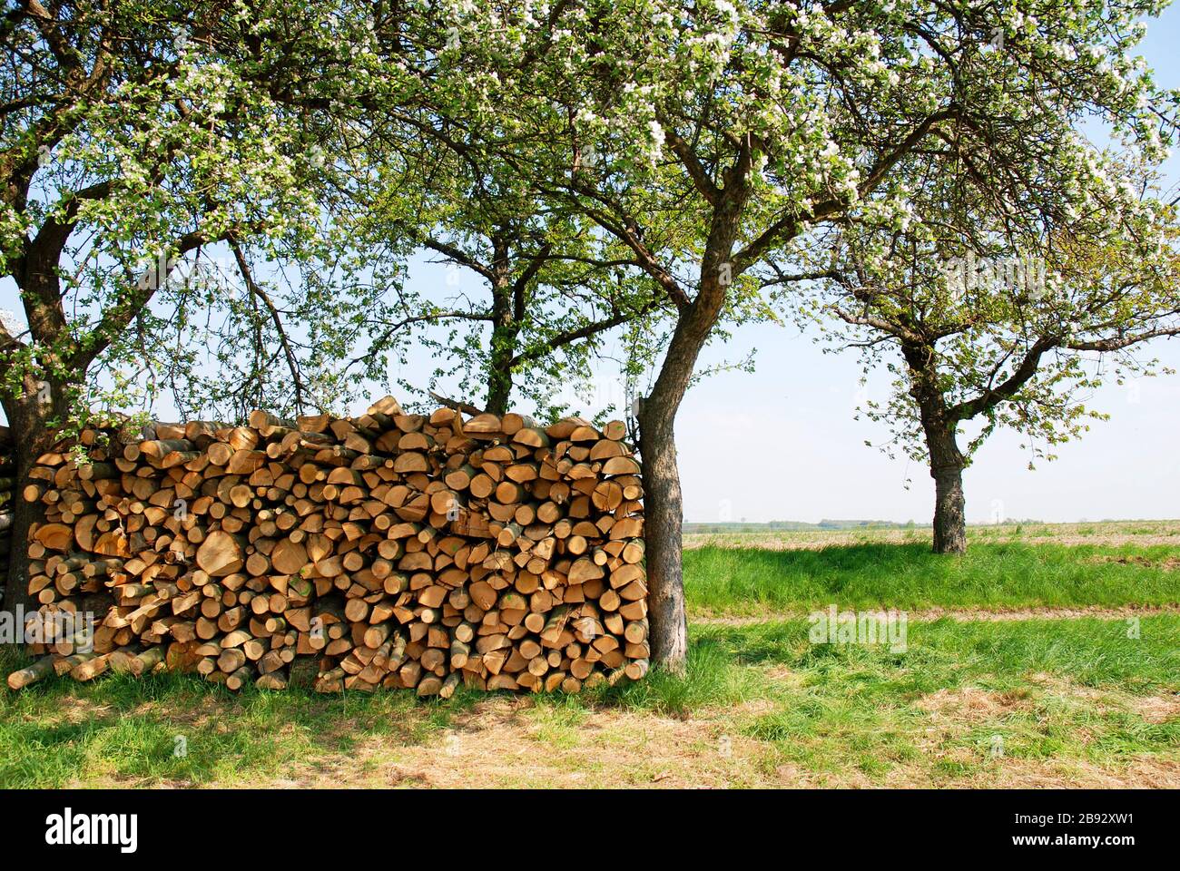 Landscape with pile of wood and blooming apple trees in spring Stock Photo