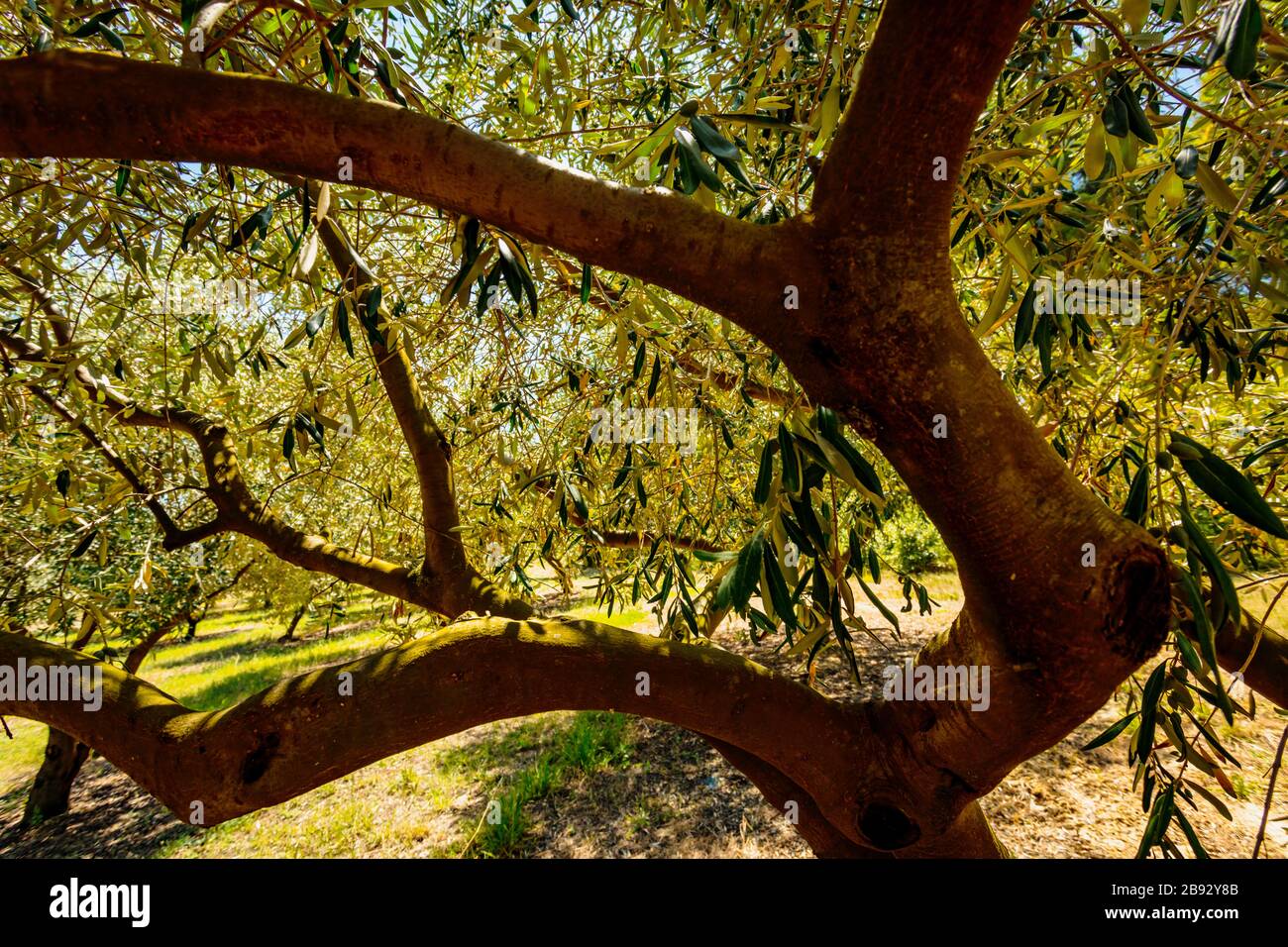 domaine pradines le bas - Beziers Stock Photo