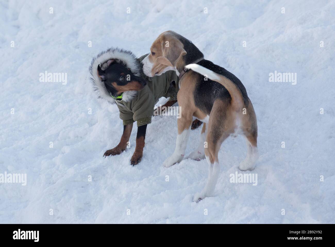 Cute miniature pinscher puppy and english beagle puppy are playing in the winter park. Pet animals. Purebred dog. Stock Photo