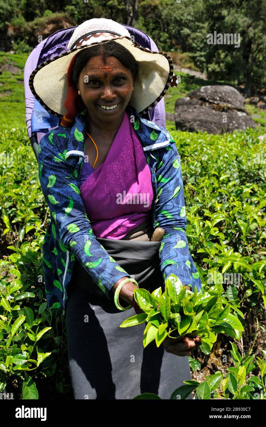 Sri Lanka, Nuwara Eliya, tea plantation, tamil woman plucking tea leaves Stock Photo