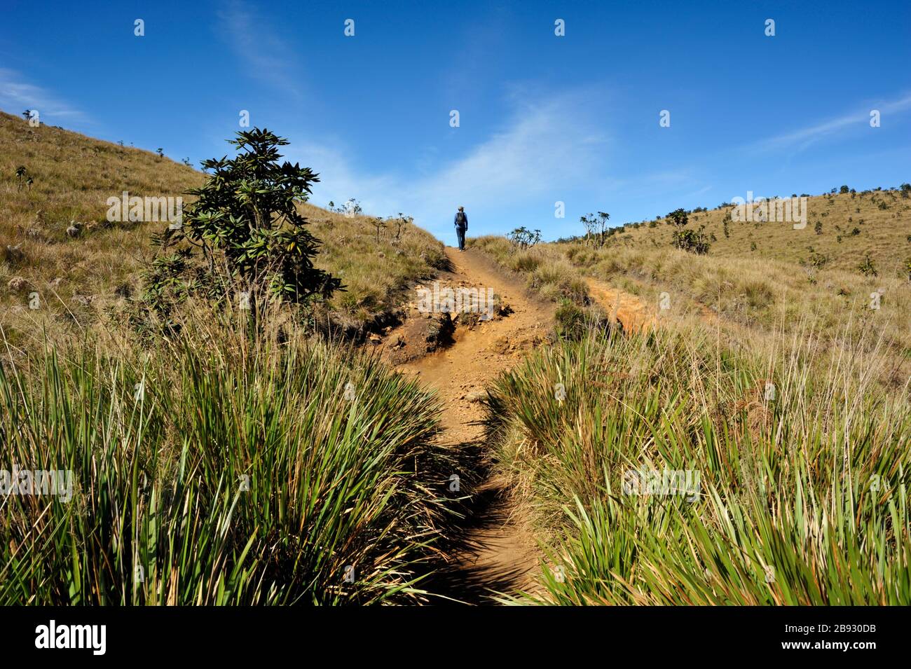 Sri Lanka, Horton Plains National Park, person hiking on trail Stock Photo