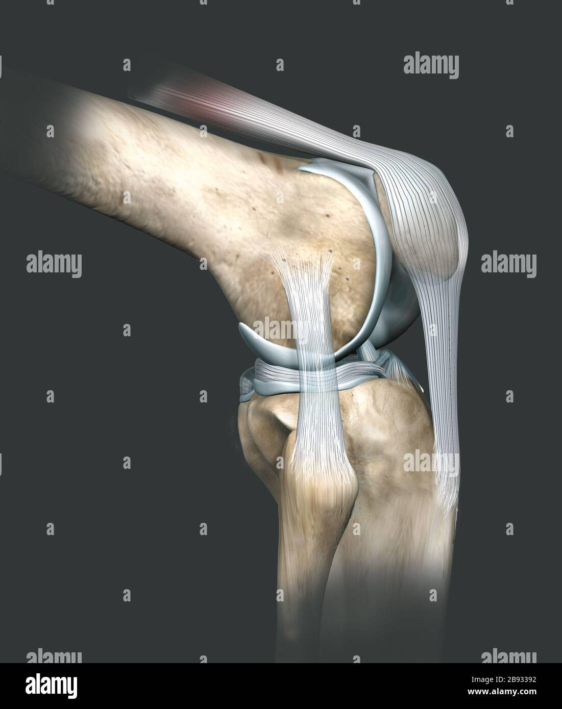 3D illustration showing human knee joint with femur, articular cartilage, meniscus, medial