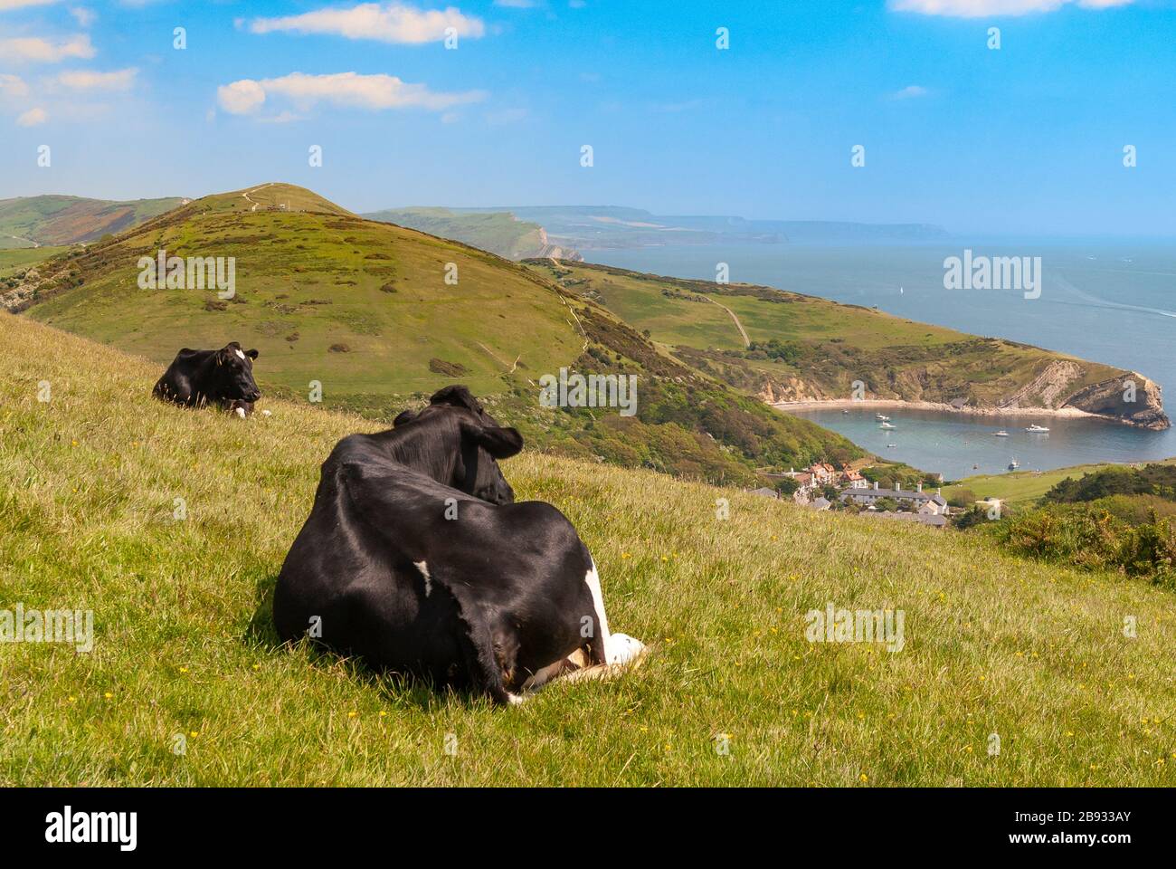 Sitting cows hi-res stock photography and images - Alamy