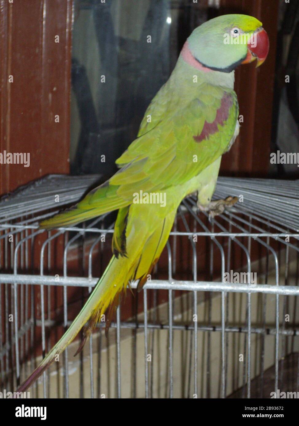 Psittacula eupatria English: Alexandrine Parakeet or Alexandrine Parrot. A  16 year old pet parakeet named Mittoo at home in Mumbai.; 7/5/2008; Own  work;  Stock Photo - Alamy
