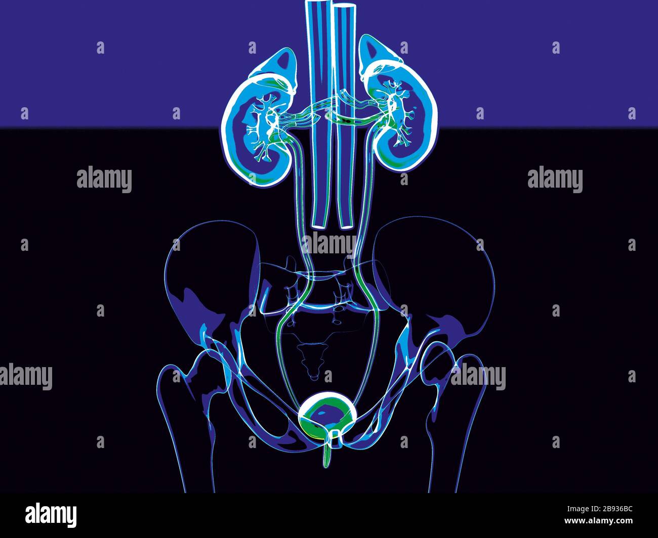 Illustration of female urinary tract with kidneys, ureter and bladder