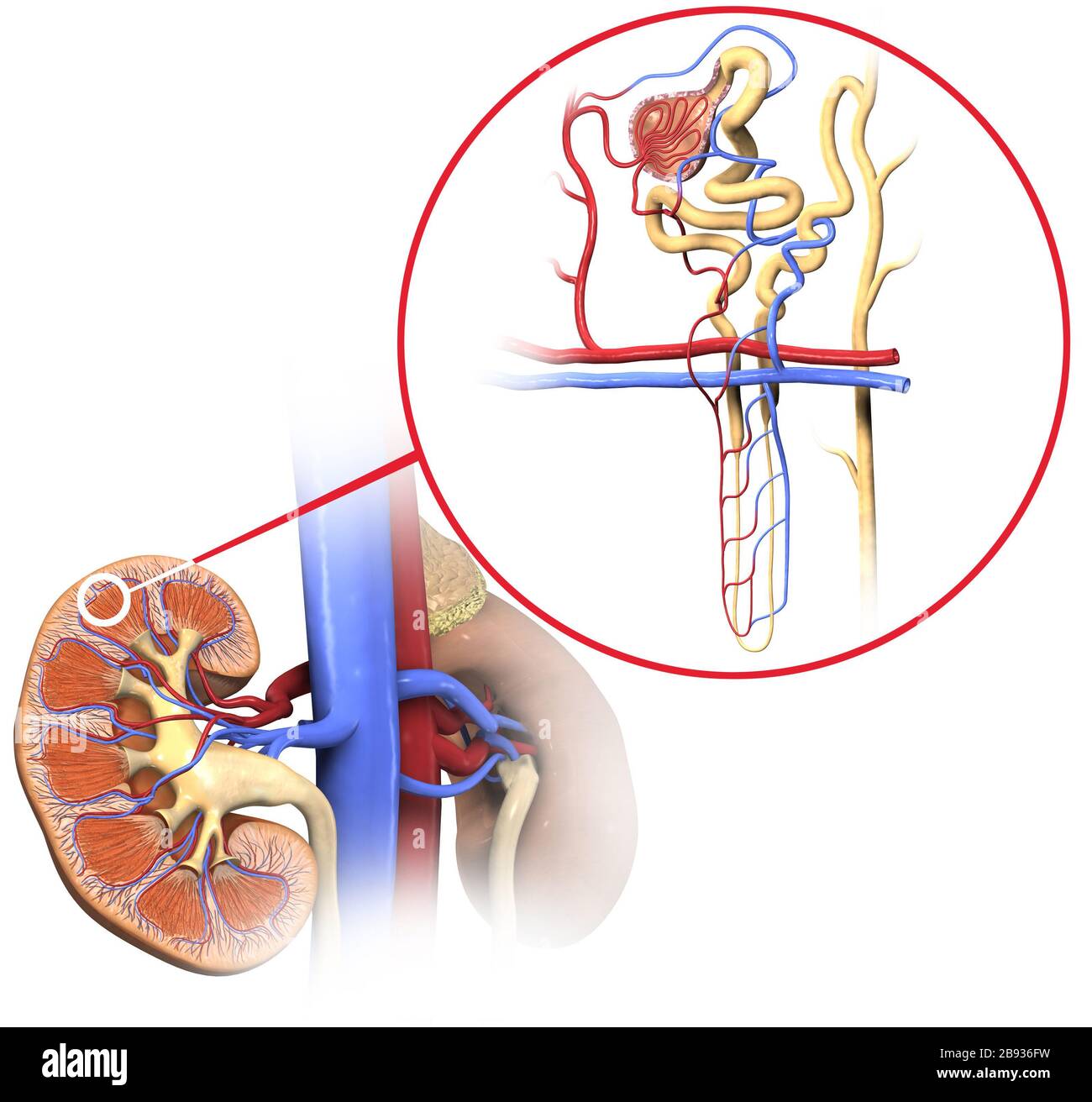 3D Illustration of the structure of a nephron, the basic structural and functional unit of the kidney Stock Photo