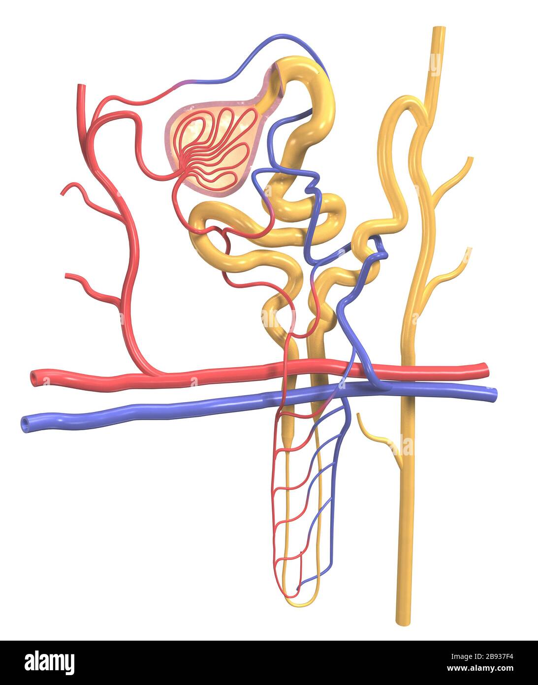 3D Illustration of the structure of a nephron, the basic structural and functional unit of the kidney Stock Photo