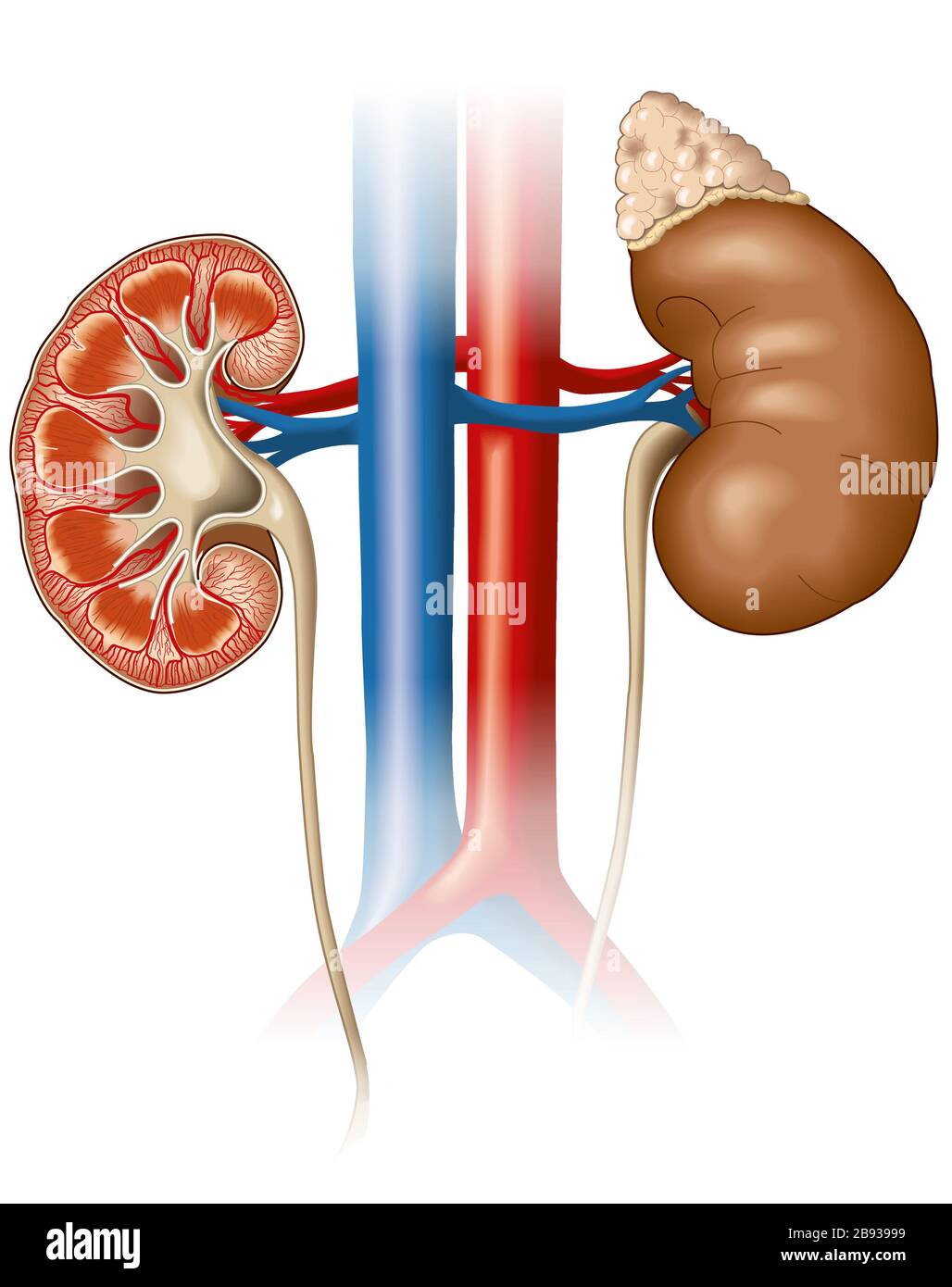 Medically illustration showing cross-section of a kidney with inferior vena cava and descending aorta Stock Photo