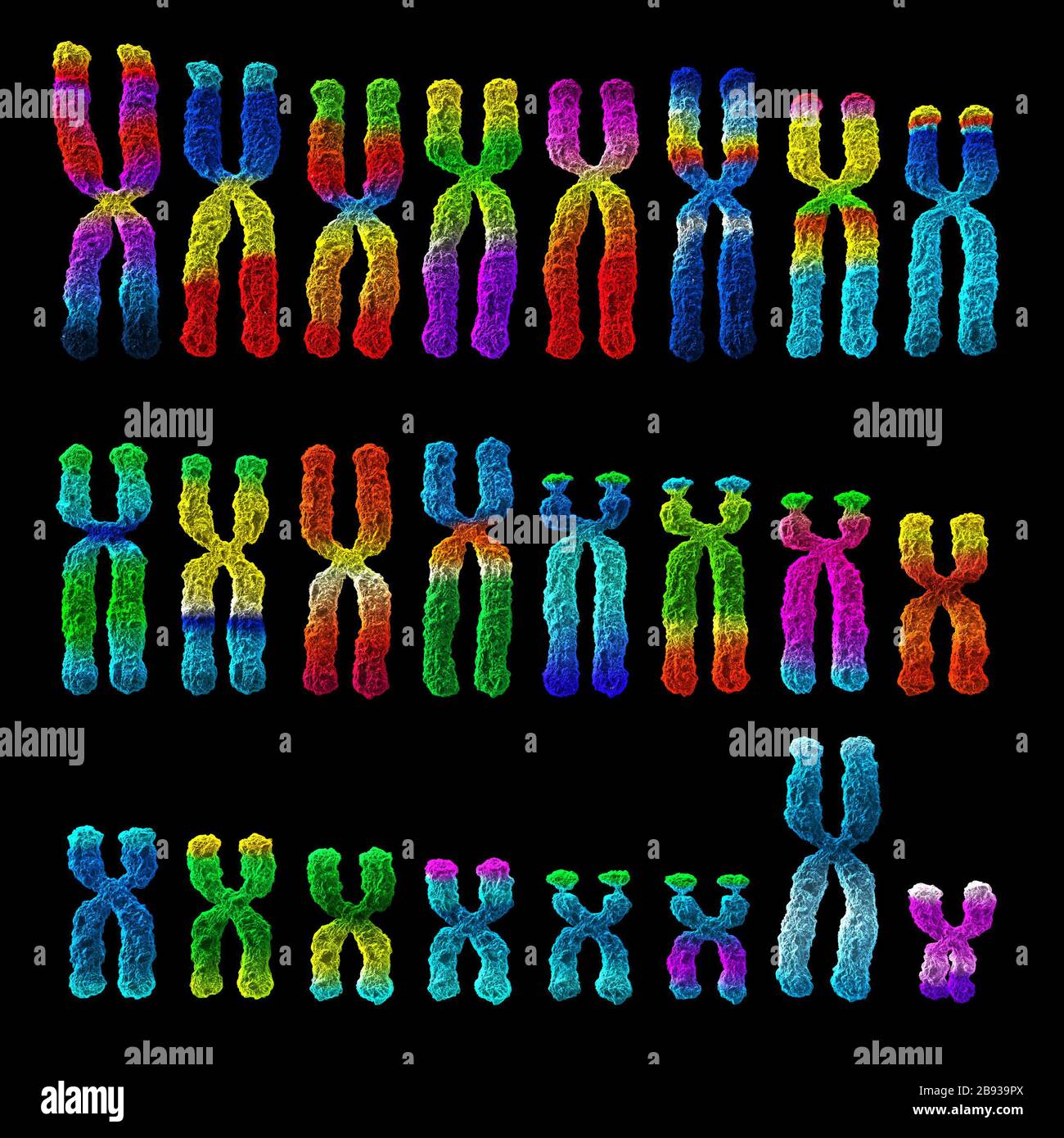 3D illustration (karyogram) of human chromosomes of a man Stock Photo