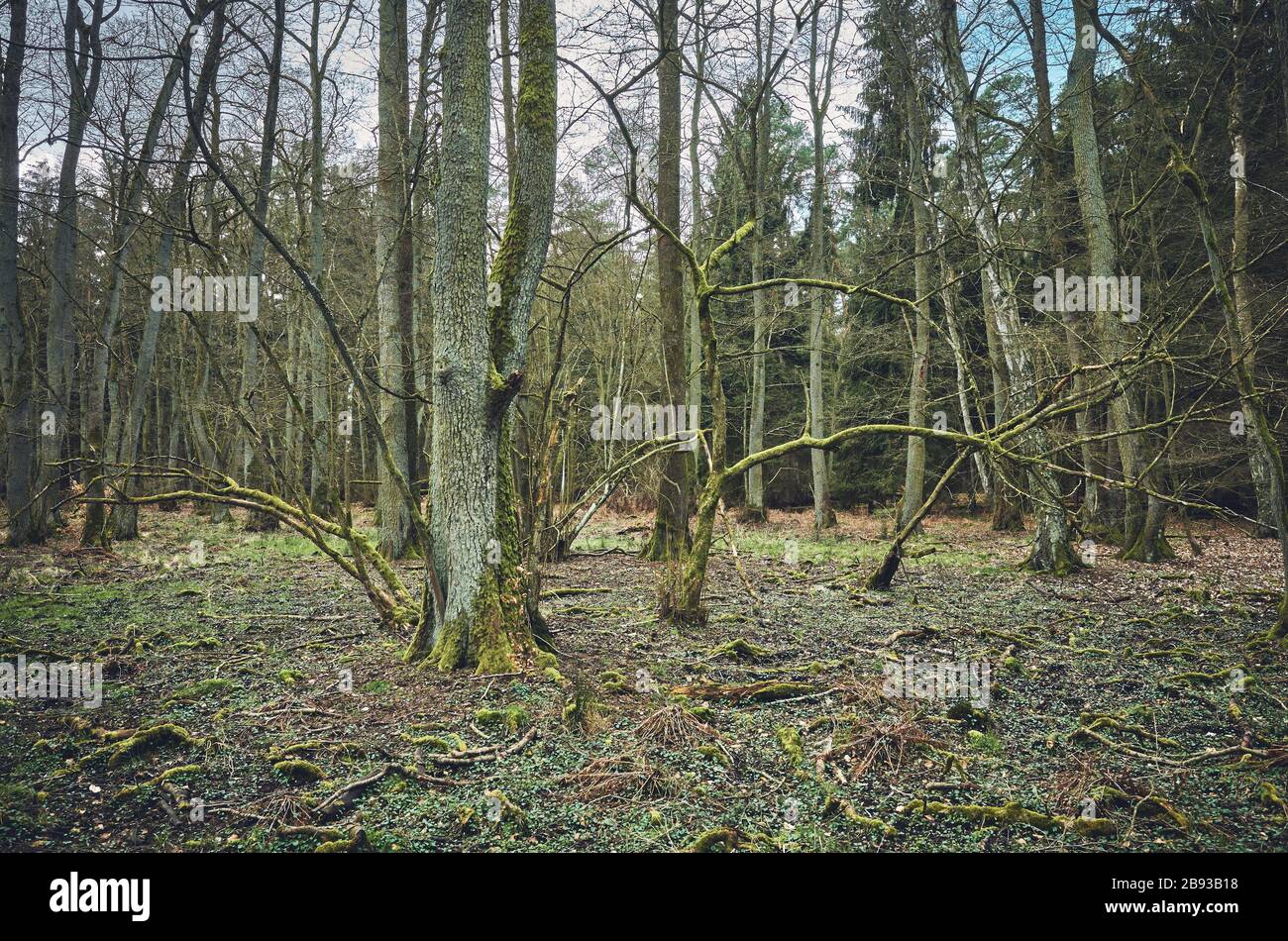 Picture of an old forest, color toning applied. Stock Photo